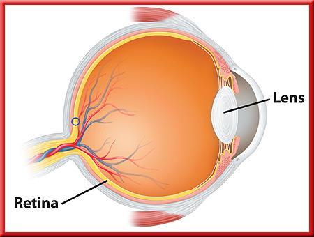13.2 Light and Color Light and the Eye In a healthy eye, light enters and is focused on the retina,