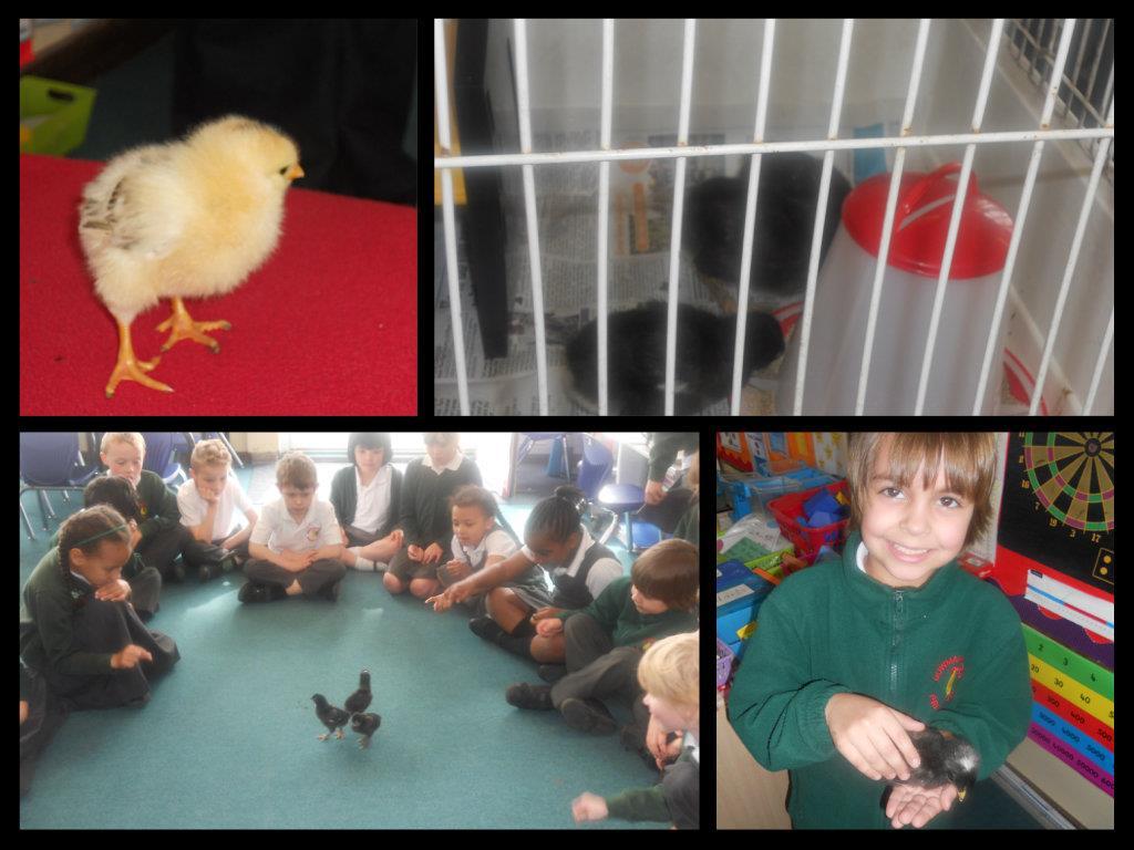 Year 2 The highlight for us was babysitting the newly hatched chicks! The children were constantly amazed to see how quickly they had grown! Fascination prevailed!
