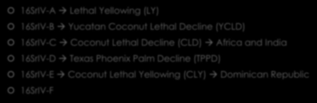 16SrIV Taxonomic Group 16SrIV-A Lethal Yellowing (LY) 16SrIV-B Yucatan Coconut Lethal Decline (YCLD) 16SrIV-C Coconut Lethal Decline