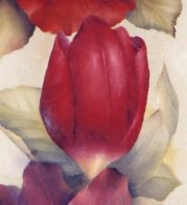 TULIP (Red) Red is a primary colour and cannot be mixed. The complement of red is green. 1. Red and green are nearly equal in value and thus produce mixes that do not change appreciably in value.