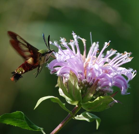 Clearwing Moth feeding on Wild Bergamot What s Inside Naturalist Programs................. 2-4 Asian Longhorned Beetle Info.