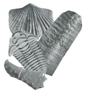 Fascinating Fossils Wednesday July 24th 1:00 pm Take a trip back in time to when Ohio was covered by water. Discover what lived here millions of years ago and what they left behind for us to find.
