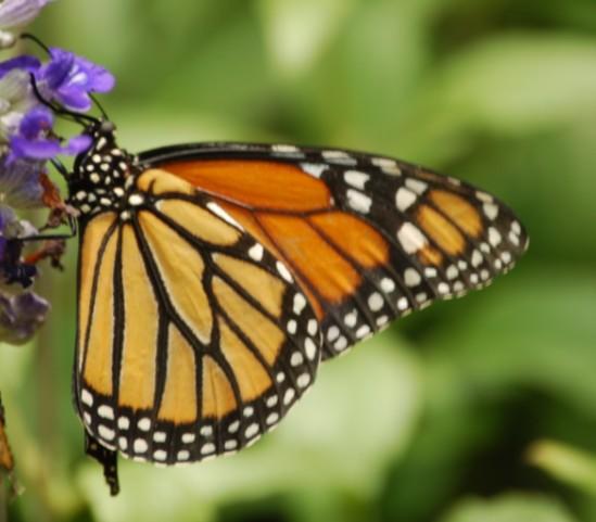 Monarch Butterflies Sunday August 18 Chilo Lock 34 Park 2:00 pm Monarchs are one of the most recognizable and most well known butterflies in the U.S. But, did you know the worldwide monarch population is in decline?