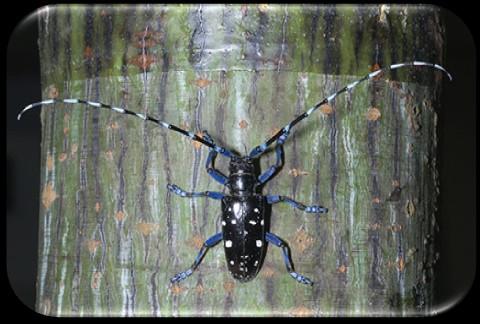 Asian Longhorned Beetle Invades Clermont County The United States Department of Agriculture (USDA) and the Ohio