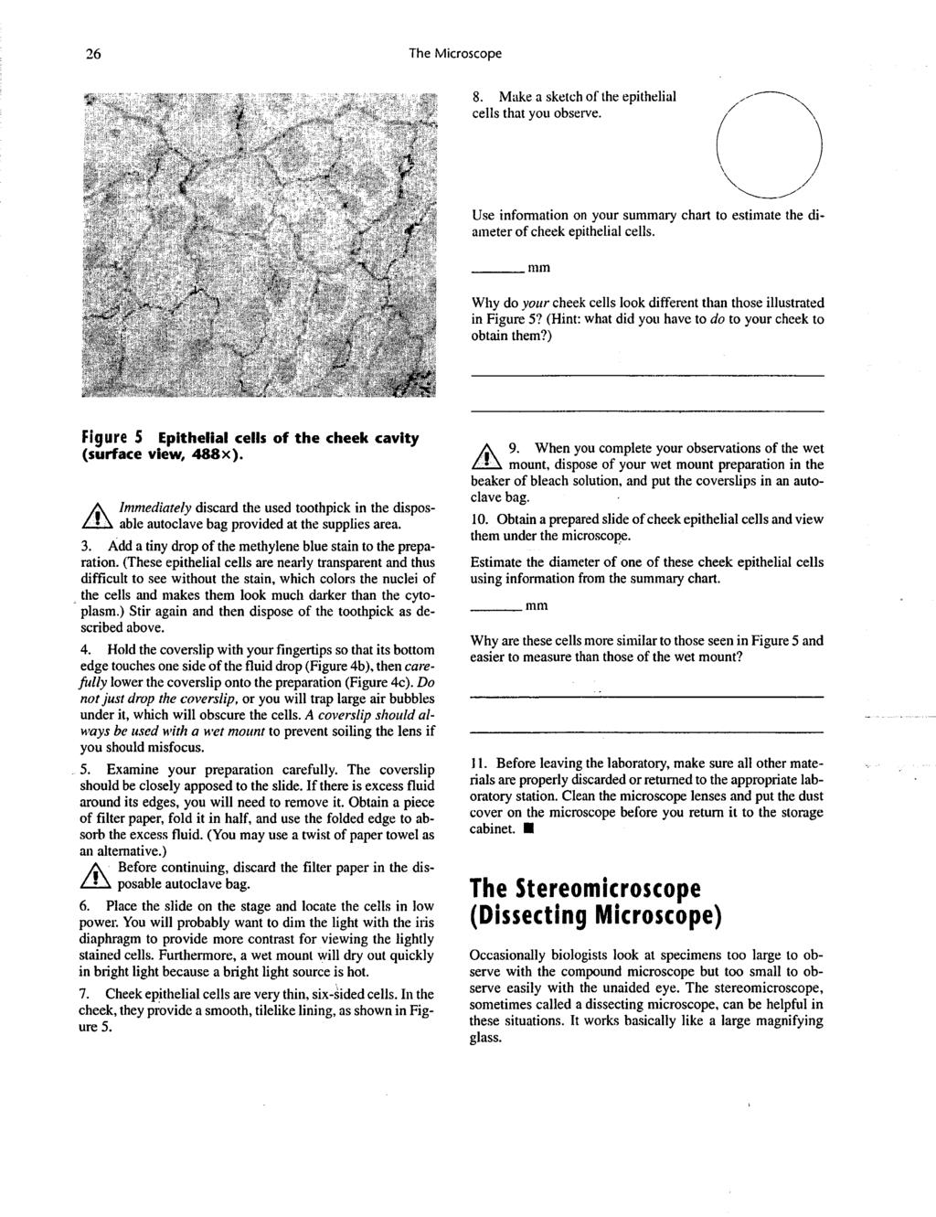 26 The Microscope 8. Make a sketch of the epithelial cells that you observe. Use information on your summary chart to estimate the diameter ofcheek epithelial cells.