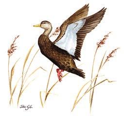 VULNERABLE TO CLIMATE EFFECTS American Black Duck