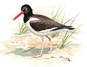 Coastal HIGHLY VULNERABLE TO CLIMATE EFFECTS American Oystercatcher Piping Plover Willet