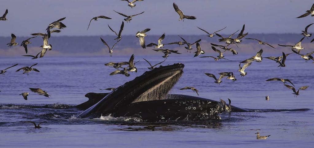 2 Humpback whales and Laughing Gulls What to Expect from Climate Change 16 What to Expect from Climate Change Climate change is rapid, and it is