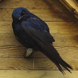 Purple Martin Fewer Cold Snaps but Freeze Risk Persists By mid-century, we can expect 20 to 30 fewer days with freezing temperatures in a typical year.