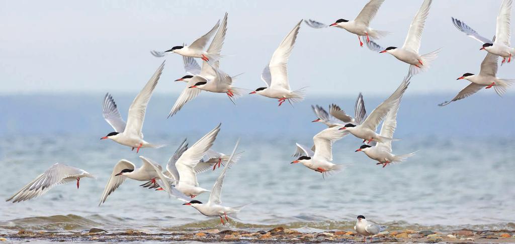 3 Common Terns and Roseate Terns The Coast We will