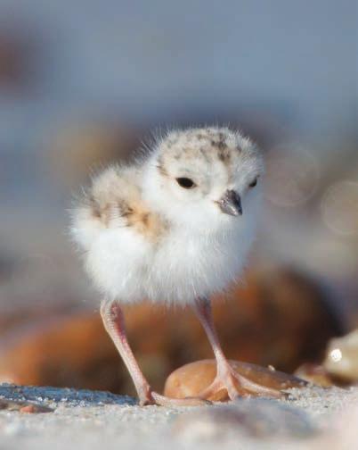 In areas where beaches cannot naturally migrate landward, sea level rise and storm-induced erosion are expected to further threaten the recovering Piping Plover population in Massachusetts.