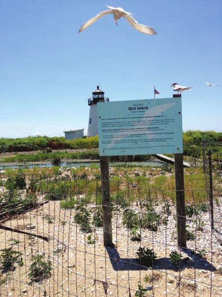 Hero CAROLYN MOSTELLO, MASSWILDLIFE Bird Island in Marion, Massachusetts, provides important nesting habitat for Common Terns and Roseate Terns, as well as other birds, including American