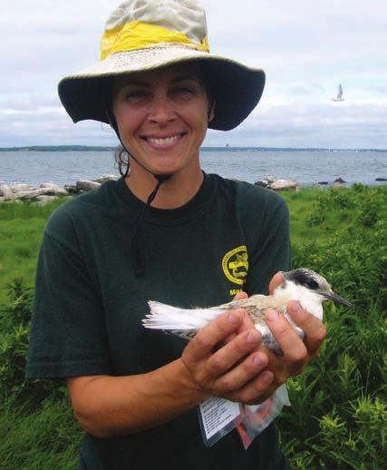 Since the island is home to the secondlargest Roseate Tern colony in North America, hosting 30% of the endangered North American population, it is critical that the nesting sites on the island be