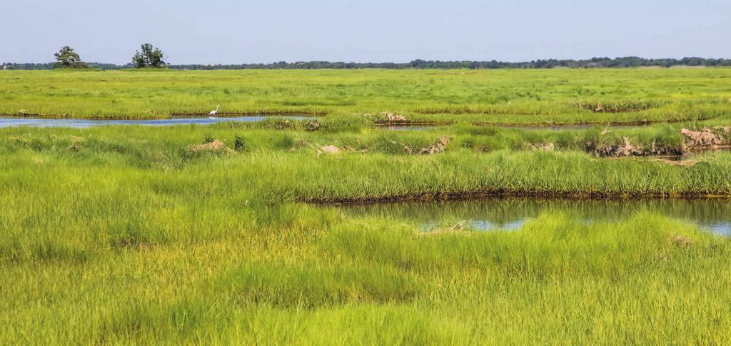 4 The Salt Marsh The nesting season is already challenging for most birds, but for the birds that nest in salt