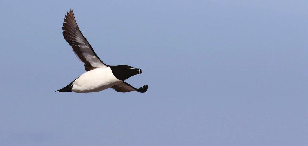 5 Razorbill Seabirds in a Warming World Our offshore waters are