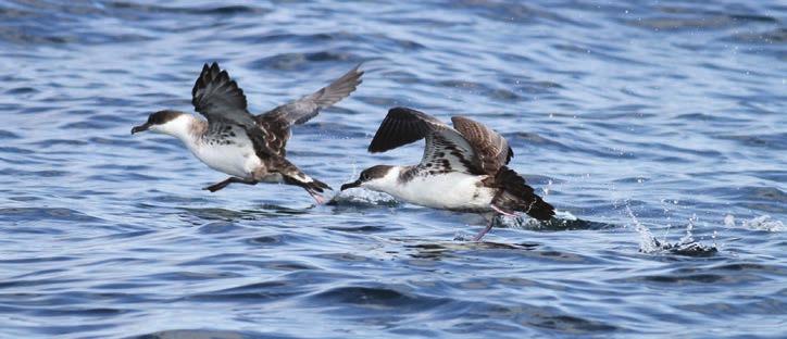 THE MARINE WATERS OFF THE MASSACHUSETTS COAST provide year-round feeding grounds for birds from throughout the Western Hemisphere.