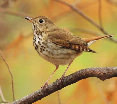 Distribution Shifts We can expect climate-driven distribution shifts for our forest birds, and some may already be underway.