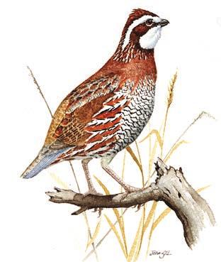 Spotlight Northern Bobwhite For information on how to read these maps, refer to page 8.