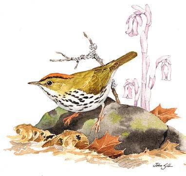 Spotlight Ovenbird For information on how to read these maps, refer to page 8.