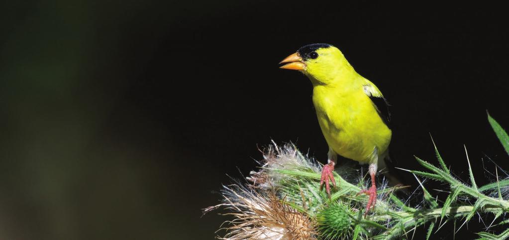 8 American Goldfinch, a popular backyard bird What You Can