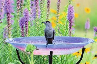 Visit our website for tips on how to landscape for birds and wildlife. massaudubon.