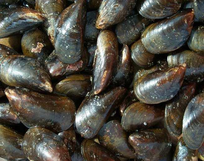 Short-term Blue mussel