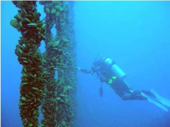 rope-mussel cultivation: