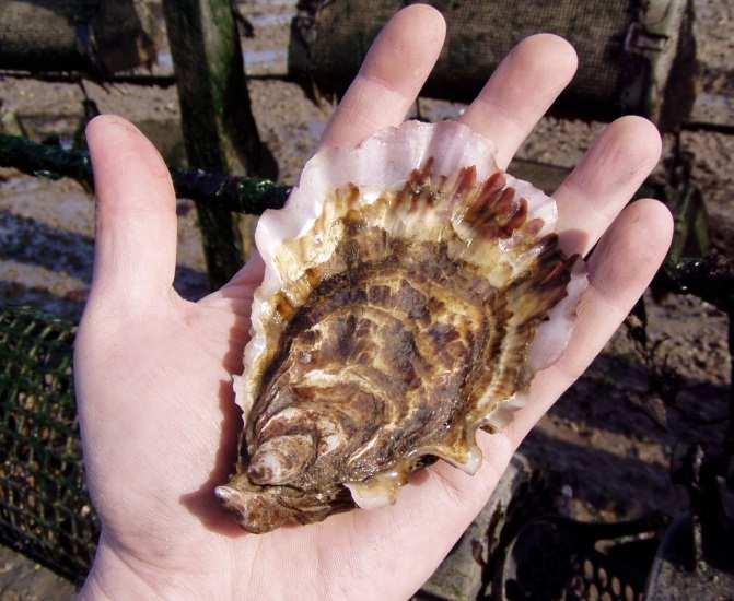 Medium-term Pacific oyster (C.