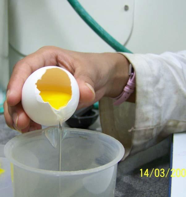 Making Binder for Egg