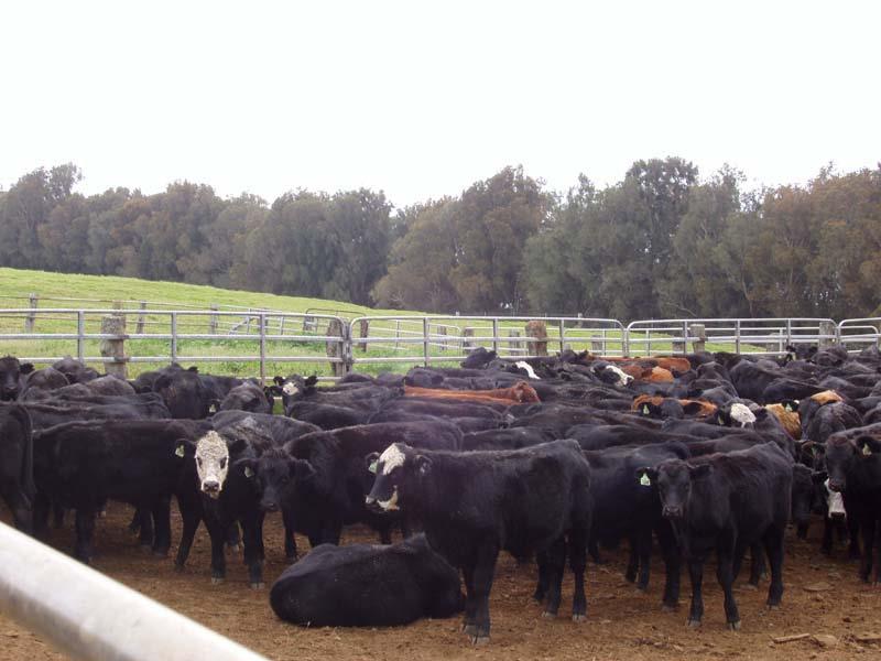 Cattle and Beef Markets: Short and Long Run Challenges and Opportunities Derrell S.