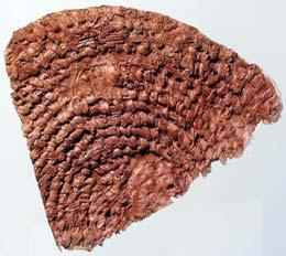 Mulajul fragmentului ceramic; a b c