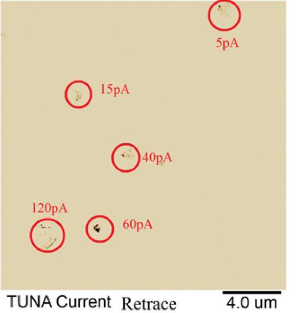 Fig. 37. Tuna Currents of InP nanowires with Amplitude of the DC voltage applied to the sample 2 V. Fig. 38. 3D image of topography of InP nanowire united with TUNA currents map.