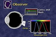 Cones 3 types of cones in human eye S 420 nm M 530 nm L