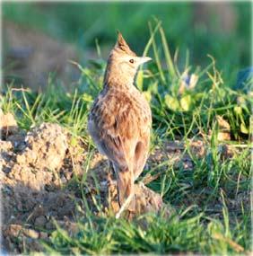 Crested Lark Galerida cristata Single to double figures on all days. Maxima 100+ along road from Hammamet to Sousse on 05 th.