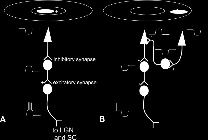 How an Antagonistic Surround Receptive Field Is Produced Figure 1.12 Synaptic Connections of an On Center Ganglion cell A) Light to the center produces excitation of the ganglion cell.