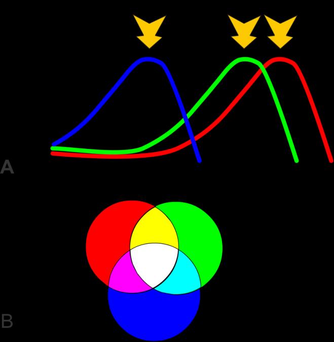 Advantages of Color Vision The sensation of color developed, in part, to allow us to see which fruit is ripe. Cones (Figure 1.