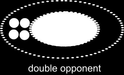 The receptive fields of these single opponent cells (center vs surround) are combined in the cortex to form double opponent cells (center vs surround and center vs center).