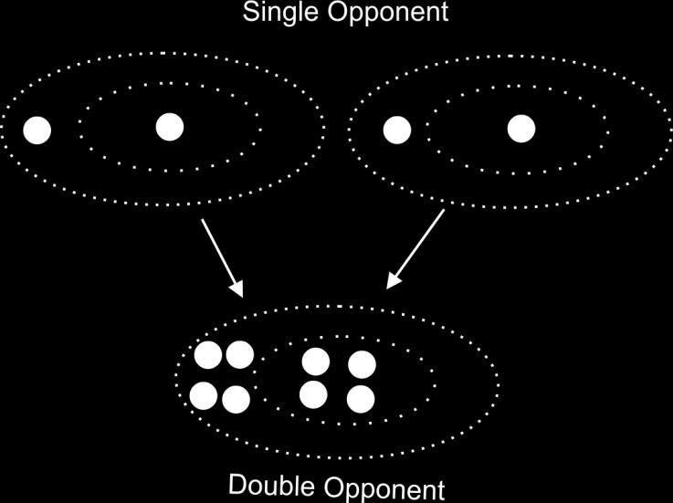 The Advantages of the Double Opponent Cell Adaptation of double opponent cells Recall how prolonged viewing of a yellow spot made its afterimage look blue.