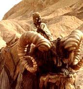 each. SCALE When moving up or down levels of terrain, Jawas may add to their height.