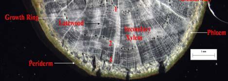 The hardwood annual rings appear like concentric bands of solitary pores and can be counted to age-date the twig.