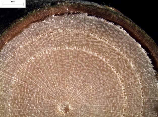 American sycamore cross-section has a wood texture that is diffuse-porous with irregular shape pith. The earlywood and the latewood vessels are relatively same size and solitary.