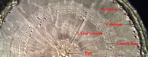 Shumard oak wood texture is ring-porous wood, with bands of large, porous spring vessels 1-3 pores in width and star-shaped pith.