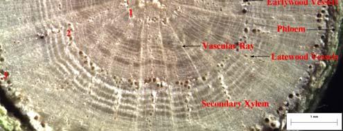Southern live oak annual rings are less distinct. There are large earlywood vessels and small latewood vessels that are aligned in several pore chains arranged parallel to the vascular rays.