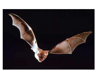 Express your answer using two significant figures. Homework 5 (Chapter 16) f = 50 The Hearing of a Bat Bats like the one shown in are mainly active at night.