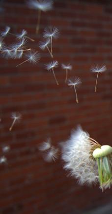 Flying Seed Left: Geranium Seeds Below: Dandelion Seeds For plants to survive they must have sunlight and good soil.