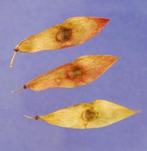 This thin plane glides, and thus can travel long distances. Dipterocarp Seed Spins down.