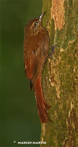 Page 18 Olivaceous Woodcreeper: Rare-uncommon, although numbers may be on the rise; best bet as of late seems to be the higher parts of Semaphore Hill near the Canopy Tower.