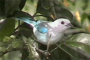 Page 29 Blue-gray Tanager: A very common species of open areas and edge habitat throughout. Not to be missed.