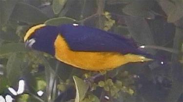 Yellow-backed Oriole: The most common oriole in the area, likely in semi-open and lightlywooded areas throughout.