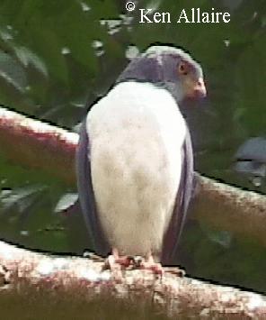 Page 8 Double-toothed Kite: Perhaps the most common forest raptor in the area, most likely to be found trailing troupes of Capuchin monkeys.